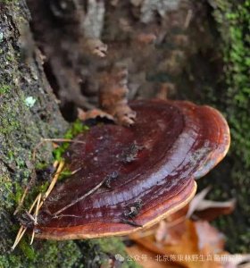 ����Ȼ֮���������ִ�֮������ҩ�������ҽ�Ƹ���