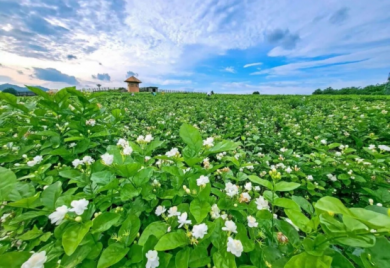 �������򻨲�ҵ��������չս�Խ��� �������������������������